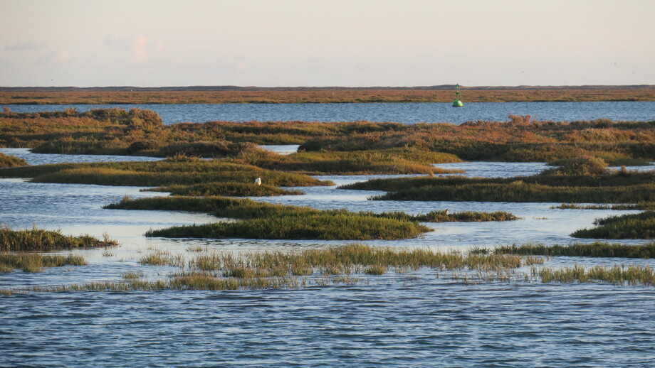 Oyster Tour Experience